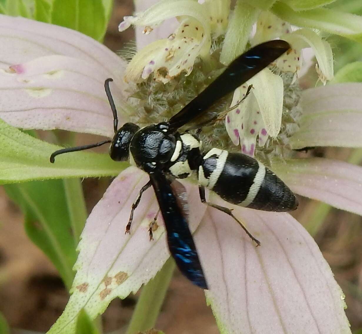 Image of Pseudodynerus