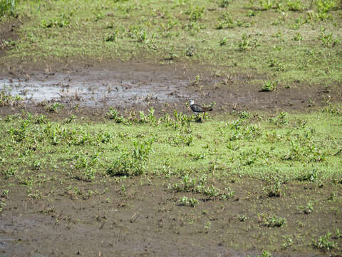 Image of Lapwing