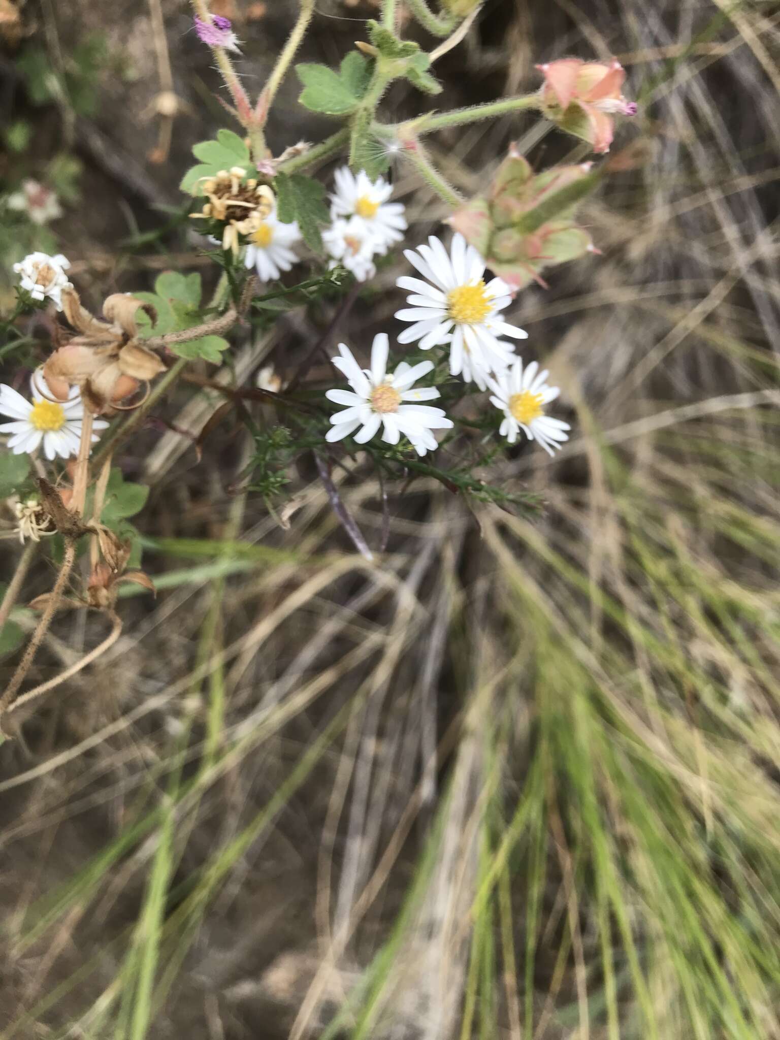 Image de Symphyotrichum porteri (A. Gray) G. L. Nesom