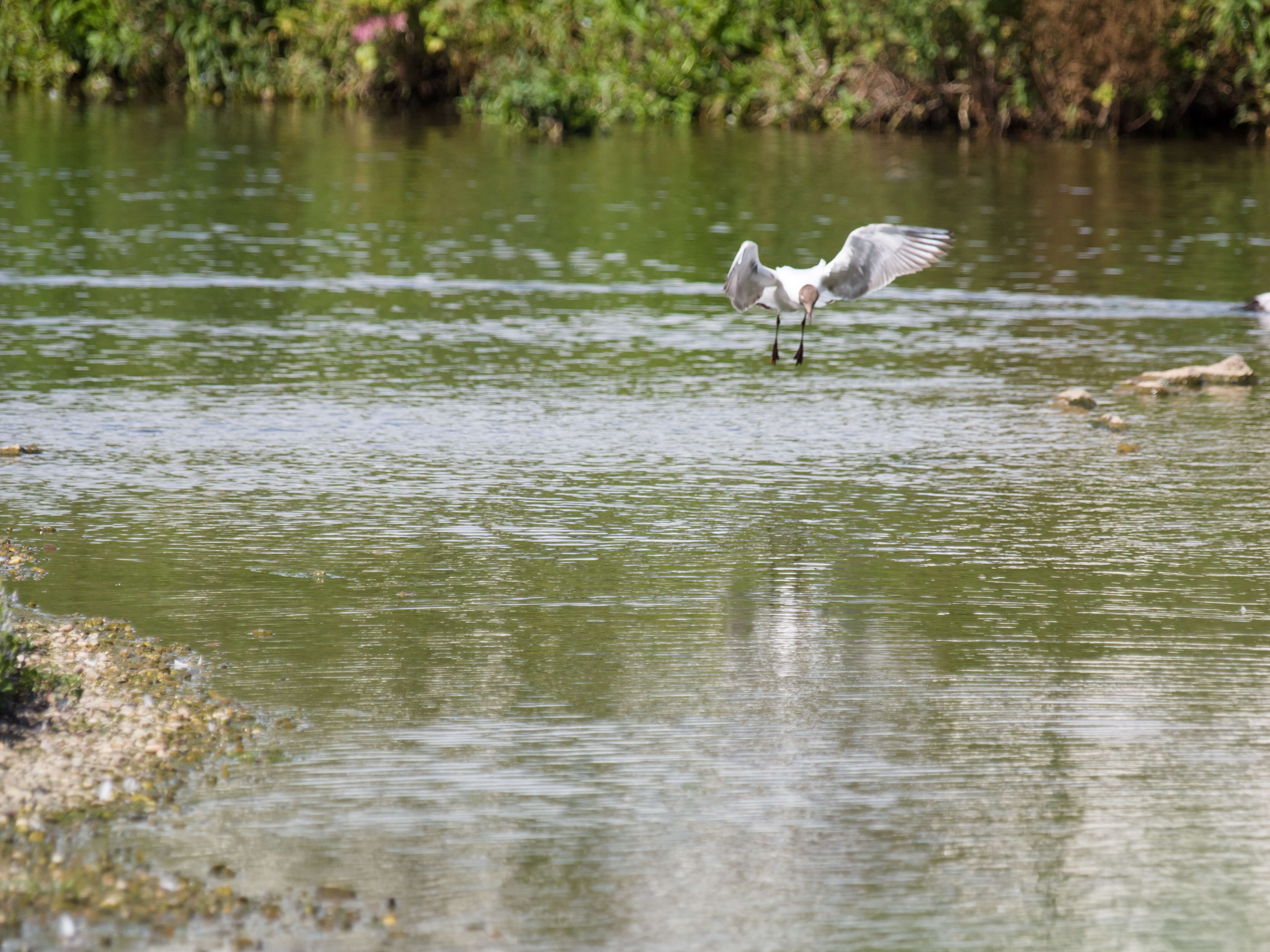 Image of Black-headed Gull