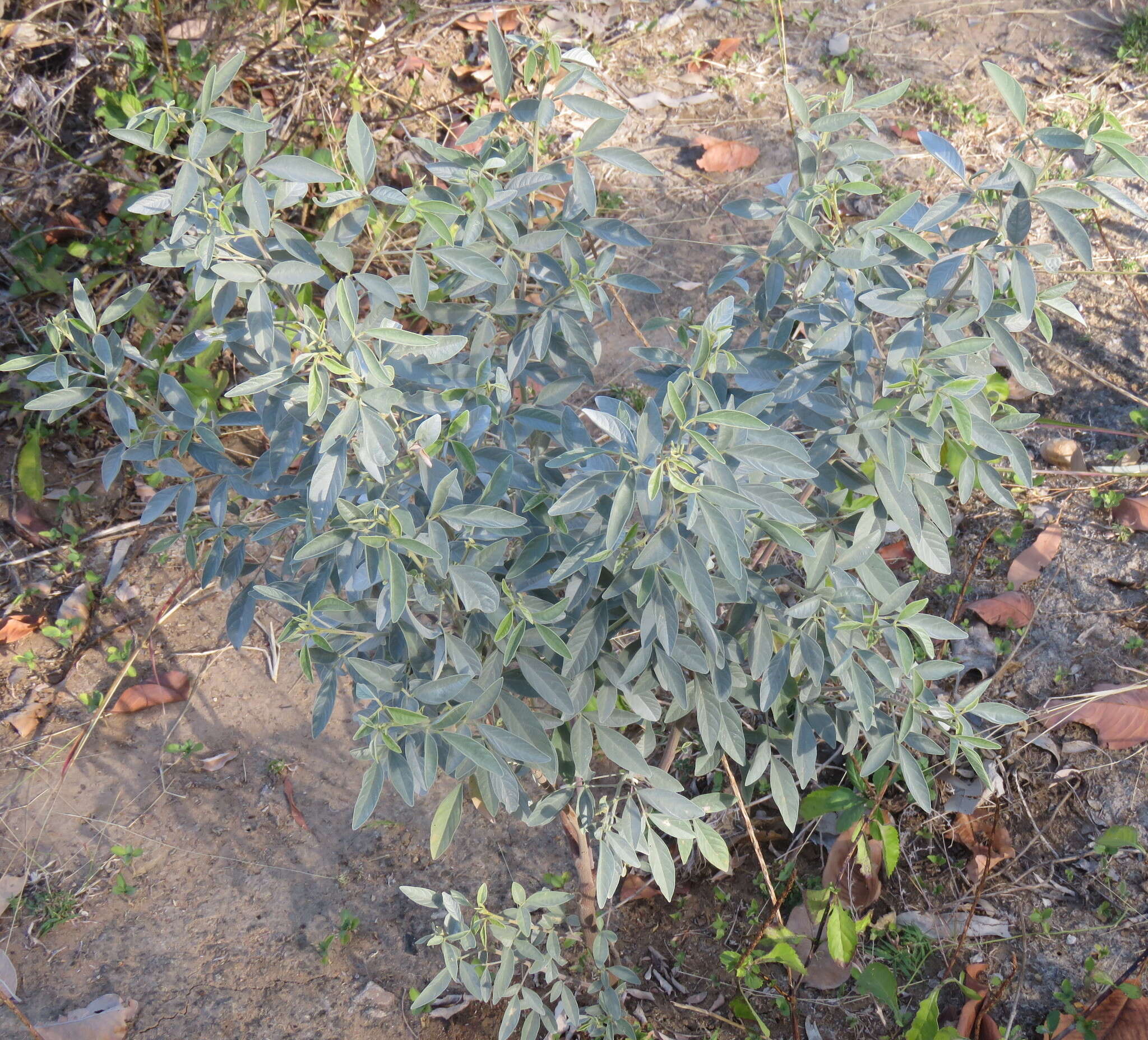 Sivun Cajanus acutifolius (F. Muell.) Maesen kuva