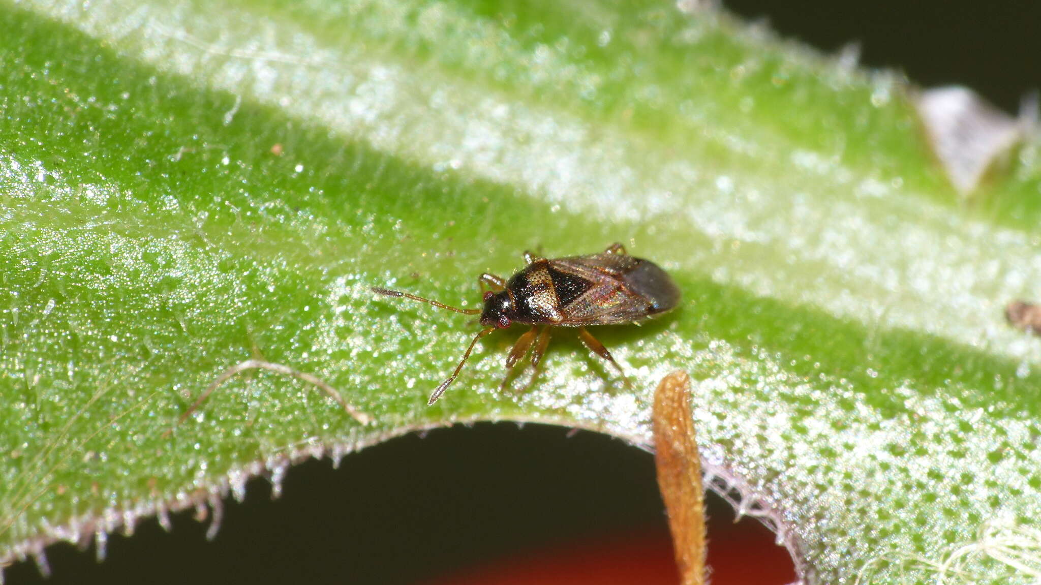 Image of Lasiosomus lasiosomoides (Bergevin & E. 1930)