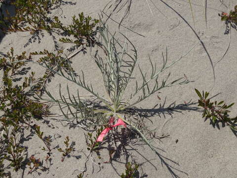 Imagem de Cirsium pitcheri (Torr. ex Eaton) Torr. & A. Gray