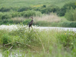 Imagem de Phalacrocorax carbo (Linnaeus 1758)