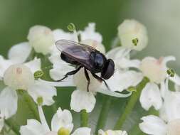 Image of Litophasia hyalipennis (Fallen 1815)