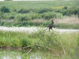 Image of Black Shag