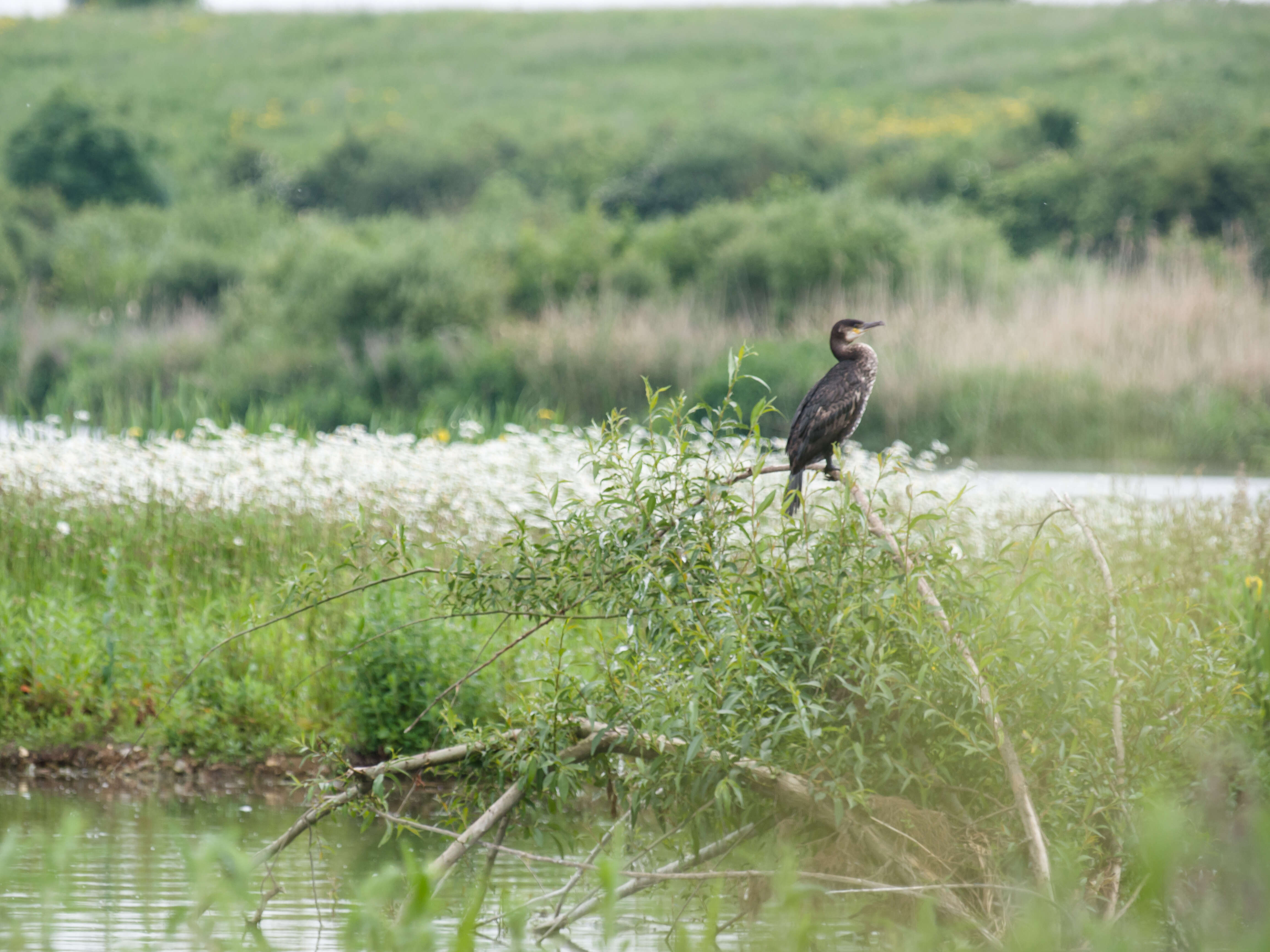 Image of Black Shag