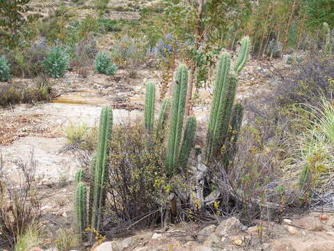 Echinopsis cuzcoensis (Britton & Rose) H. Friedrich & G. D. Rowley resmi