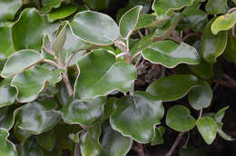 Image de <i>Brachyglottis <i>rotundifolia</i></i> var. rotundifolia