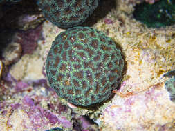 Image of tombstone coral