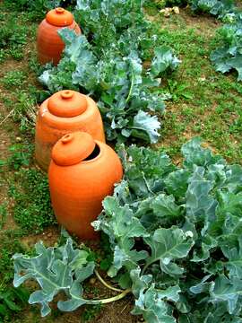 Image of sea kale