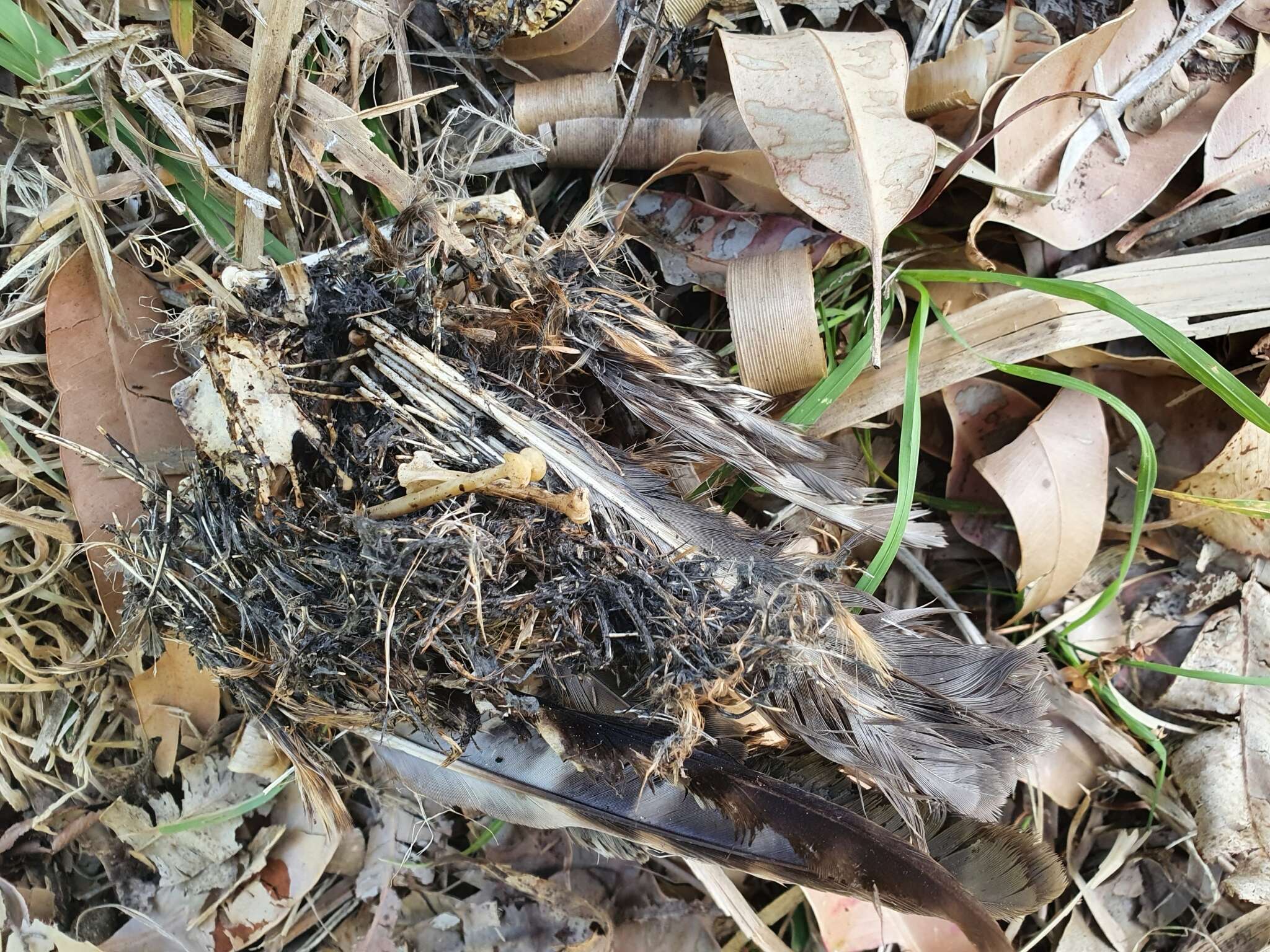 Image of Morepork