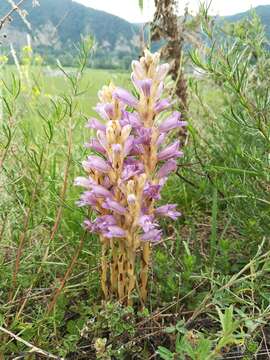 Image of Phelipanche arenaria (Borkh.) Pomel