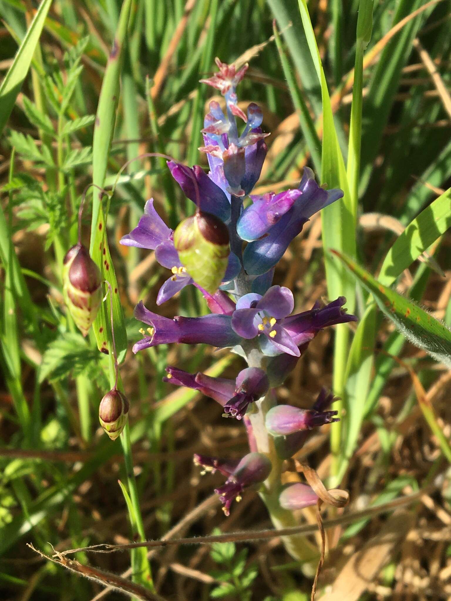 Image of Lachenalia orchioides subsp. glaucina (Jacq.) G. D. Duncan