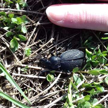 Image of Carabus (Procrustes) coriaceus rugifer (Kraatz 1877)