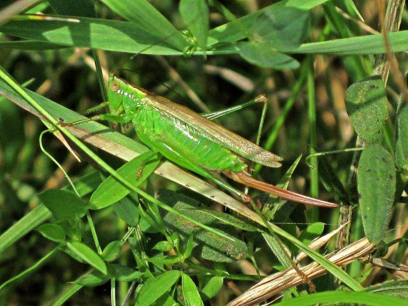 Image of Long-winged conehead