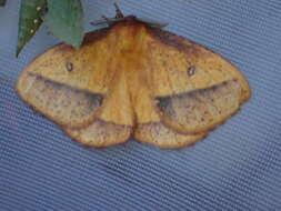 Image of Decachorda aspersa Bouvier 1927