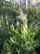 Image of hairy clematis