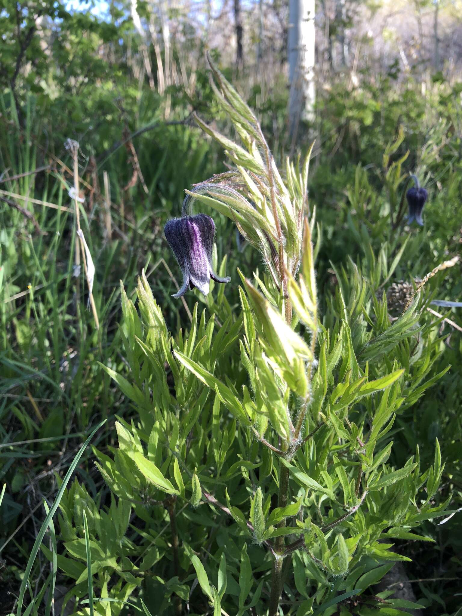 Image of hairy clematis