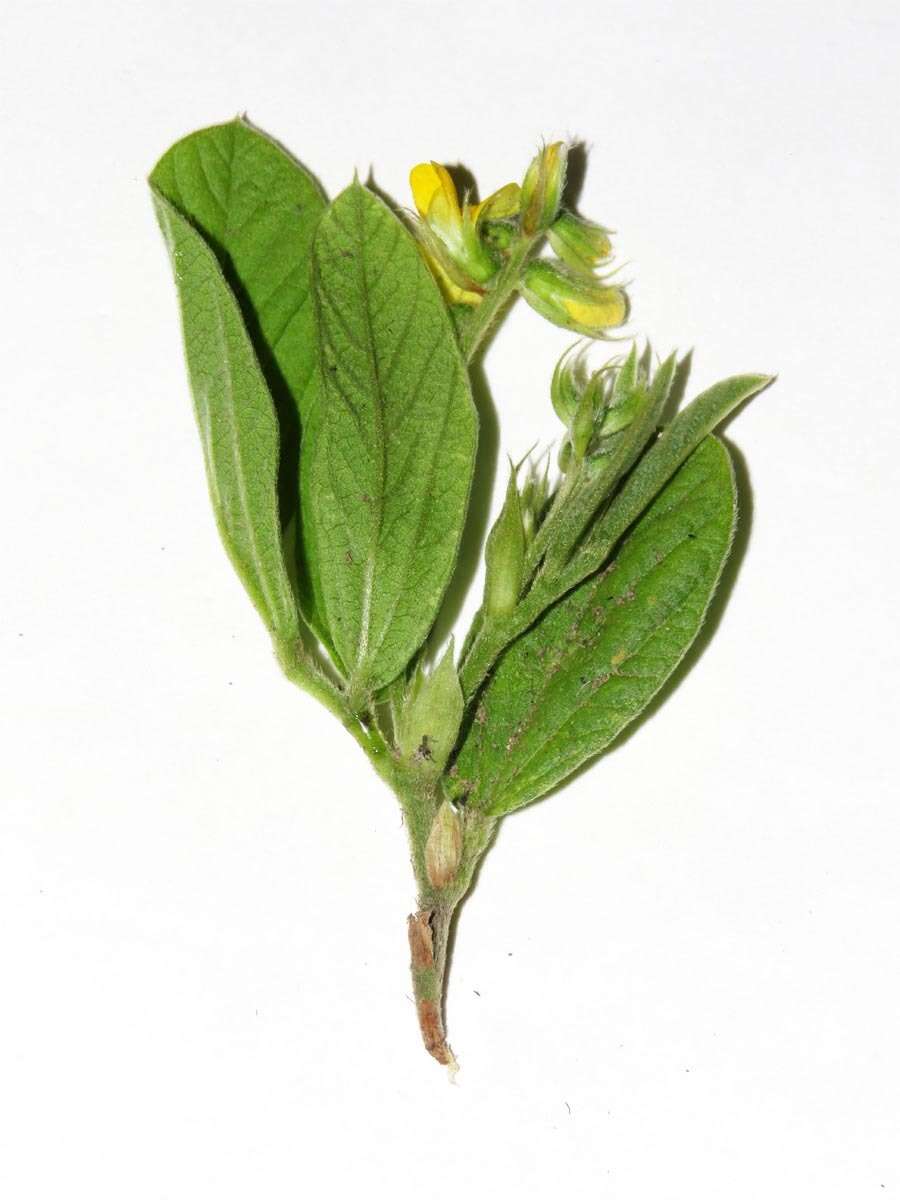 Image of Eriosema ellipticifolium Schinz