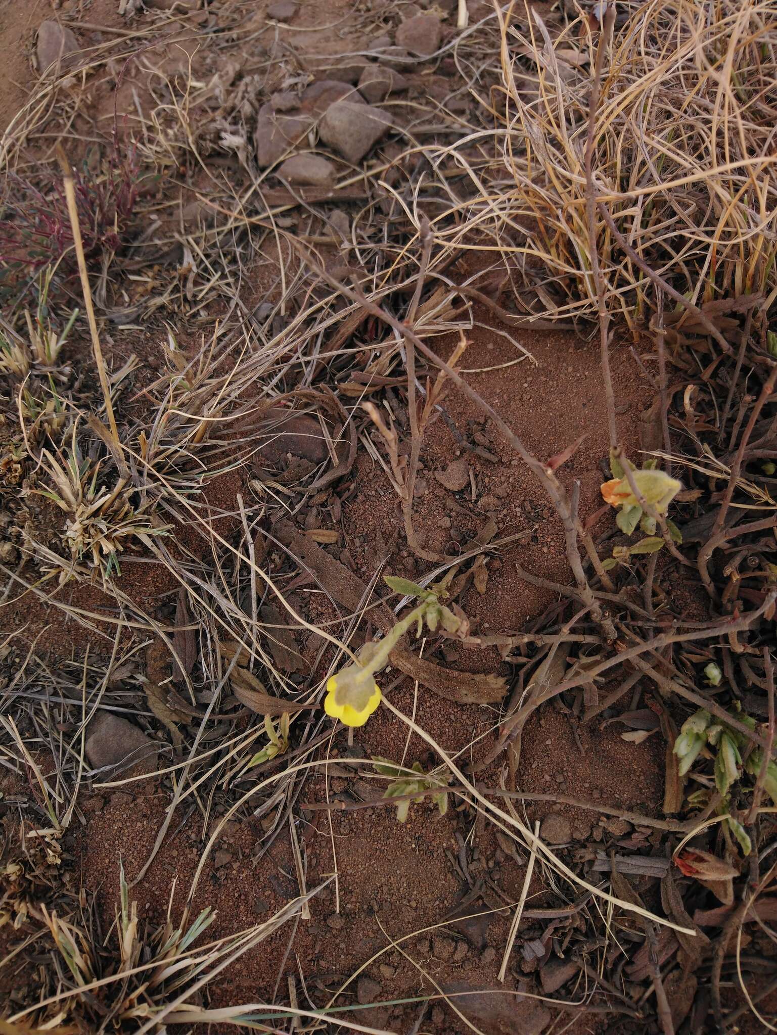 Image of Hermannia lancifolia Szyszyl.