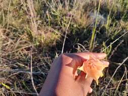 Imagem de Gladiolus meridionalis G. J. Lewis