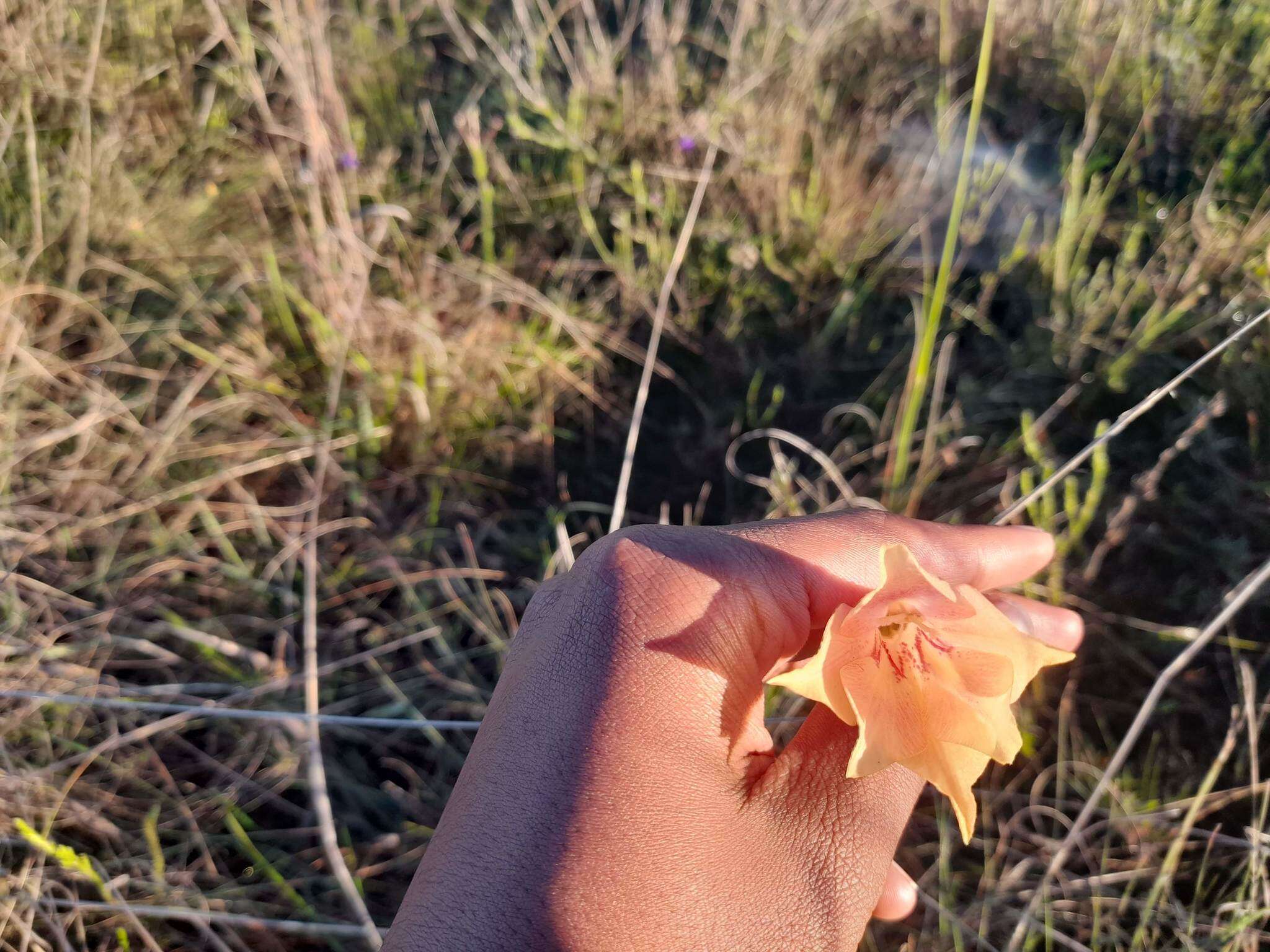 Image of Gladiolus meridionalis G. J. Lewis