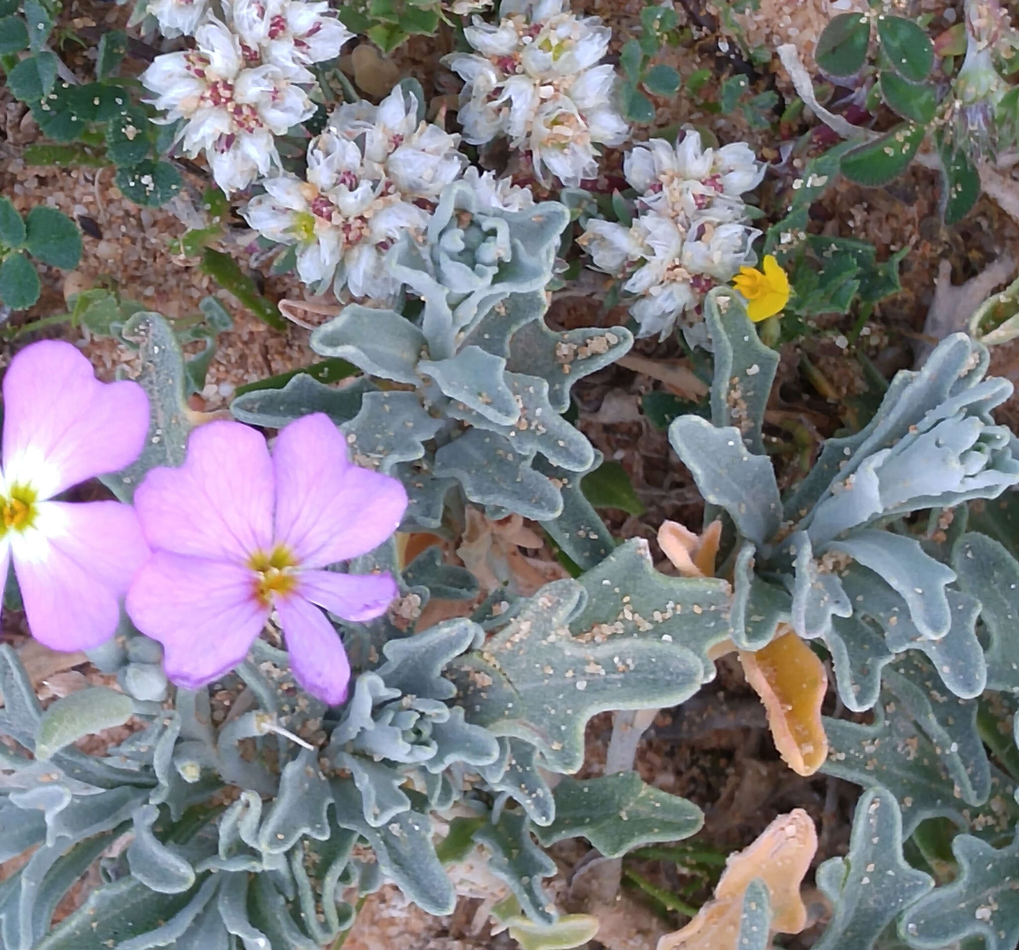 Image de Malcolmia littorea (L.) W. T. Aiton