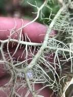 Image of Inflated Beard Lichen