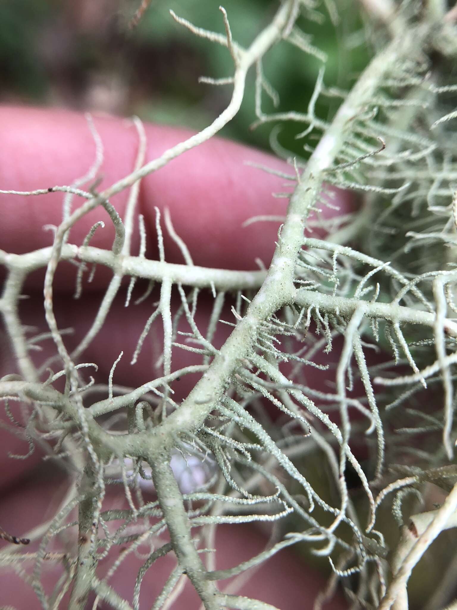 Image of Inflated Beard Lichen