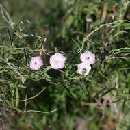 Image of Convolvulus remotus R. Br.