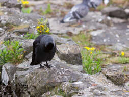 Image of Eurasian Jackdaw