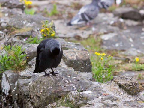 Image of Eurasian Jackdaw