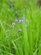 Image de jacinthe des bois