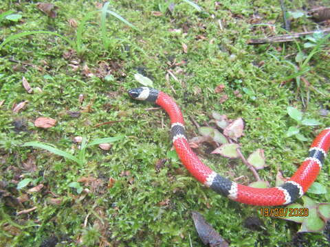 Image of Painted Coral Snake