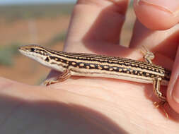 Image of Eastern Barred Wedge-snout Ctenotus