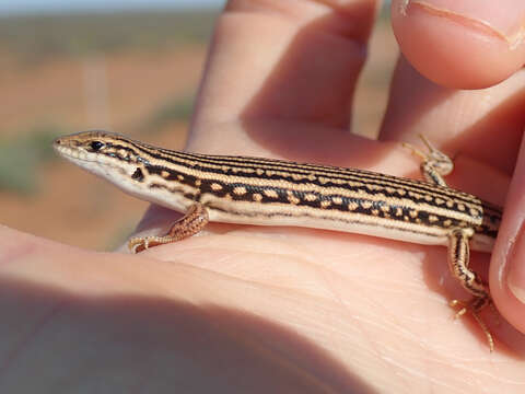 Image of Eastern Barred Wedge-snout Ctenotus