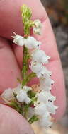 Image of Erica glomiflora Salisb.