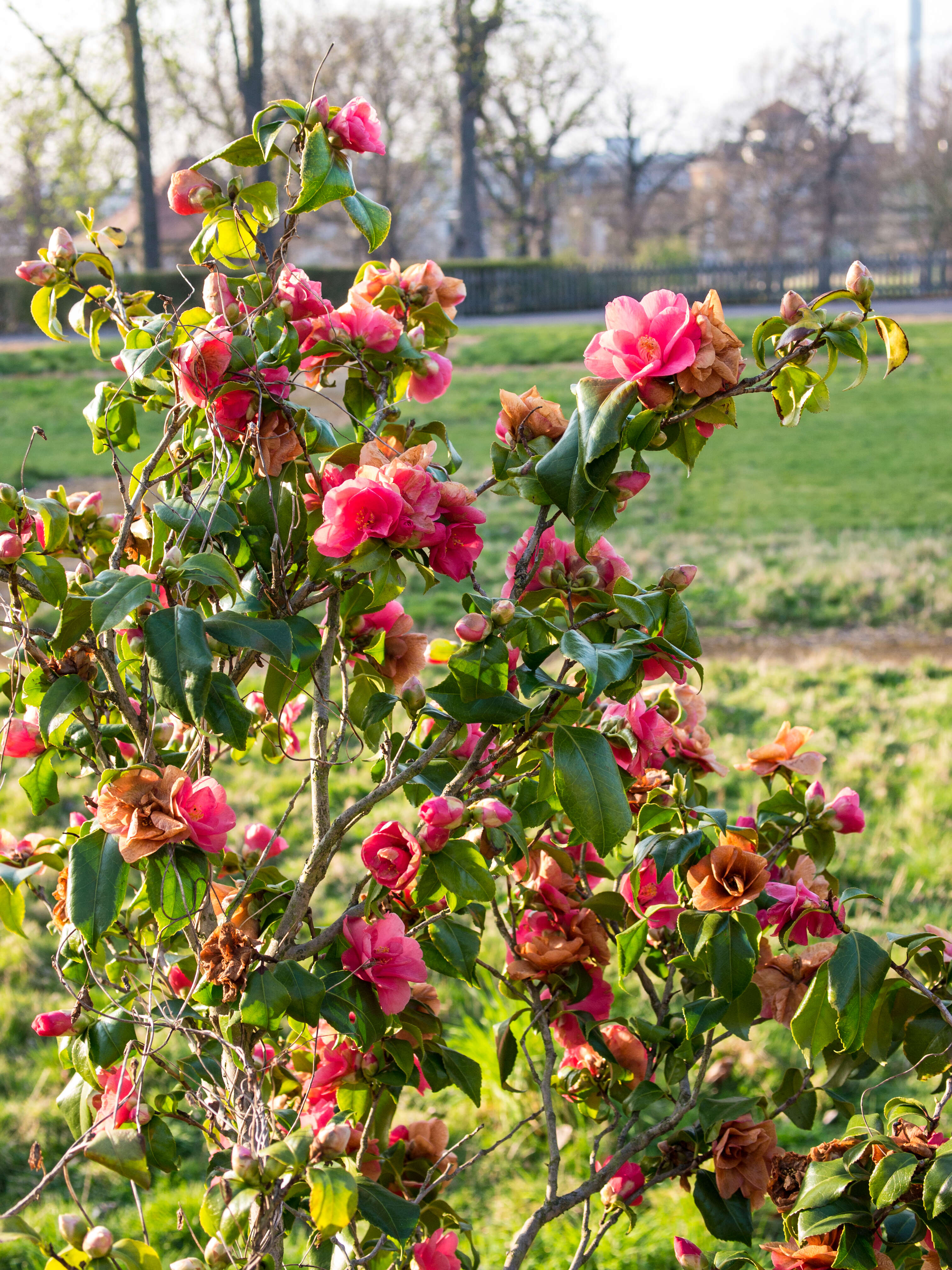 Image of camellia