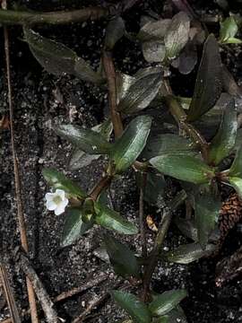 Image of Round-Fruit Hedge-Hyssop