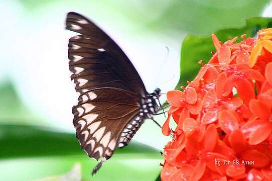 صورة Papilio dravidarum Wood-Mason 1880