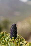 Image of Bhutan Fir