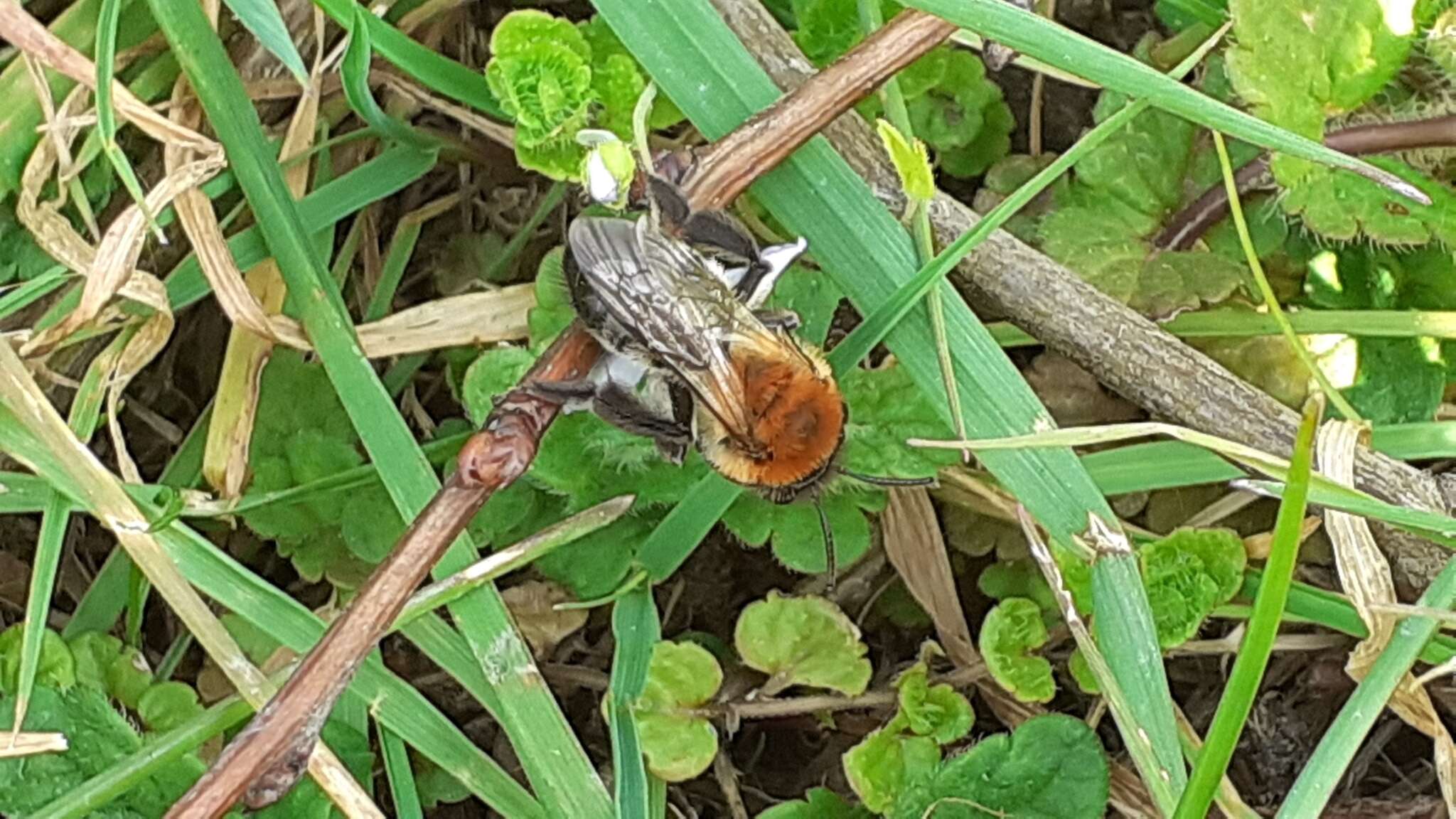 Image of Andrena nitida (Müller 1776)