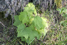 Image of Rock Red Currant