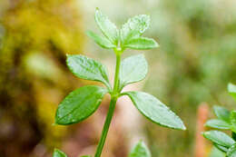 Galium echinocarpum Hayata resmi