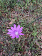 Image of Texas skeletonplant