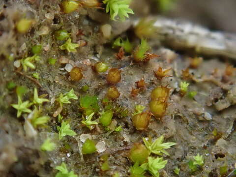 Image of triangular pygmy-moss