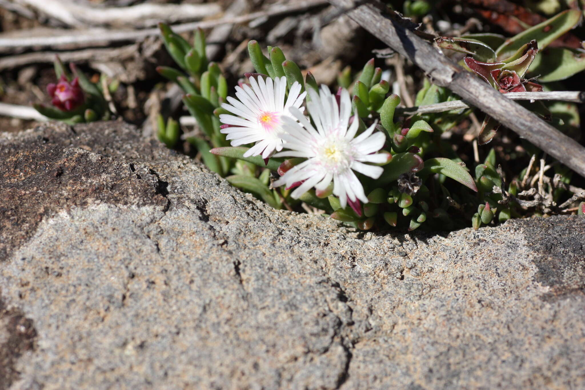 Image of Delosperma grantiae L. Bol.