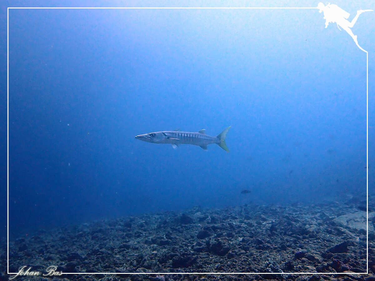 Image of Jello barracuda