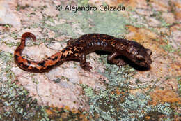 Plancia ëd Bolitoglossa rostrata (Brocchi 1883)